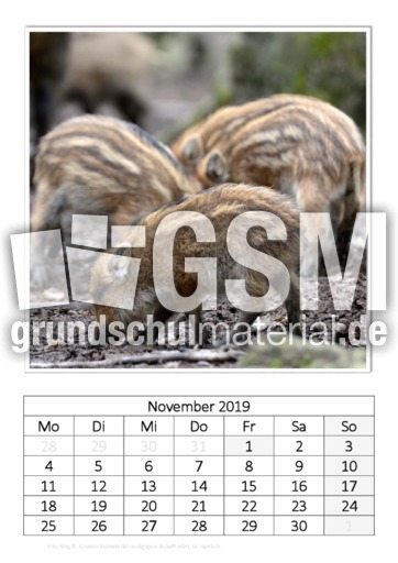 November_Frischling.pdf